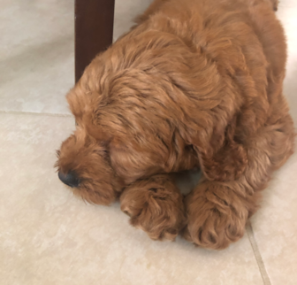 AUTUMN Mini Goldendoodle puppy AUTUMN Mini Goldendoodle puppy