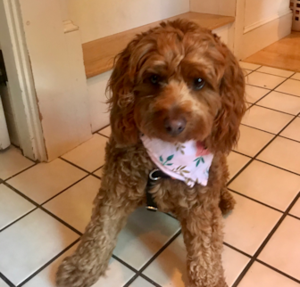 Riley Grace Mini Goldendoodle puppy Riley Grace Mini Goldendoodle puppy