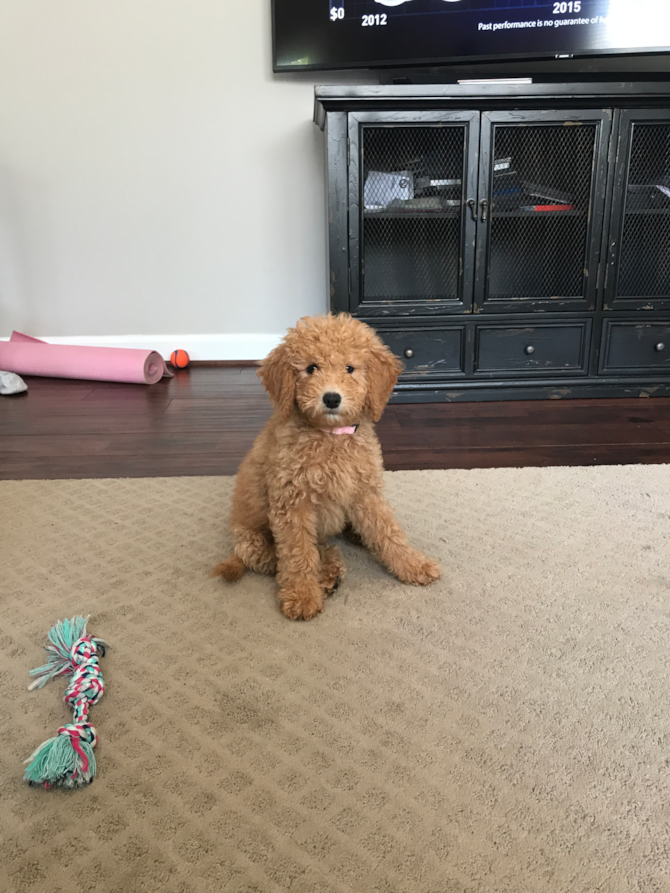 Rosie