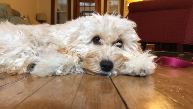 Sadie (formally Sloane)