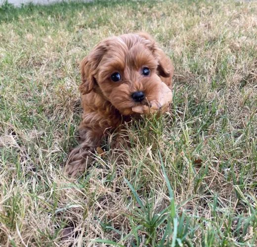 Premier Pups Reviews Premier Pups Customer Testimonials Pg 3