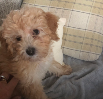 Shyann (Adora) Mini Goldendoodle puppy Shyann (Adora) Mini Goldendoodle puppy