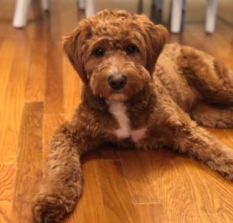 Winnie Mini Goldendoodle puppy Winnie Mini Goldendoodle puppy