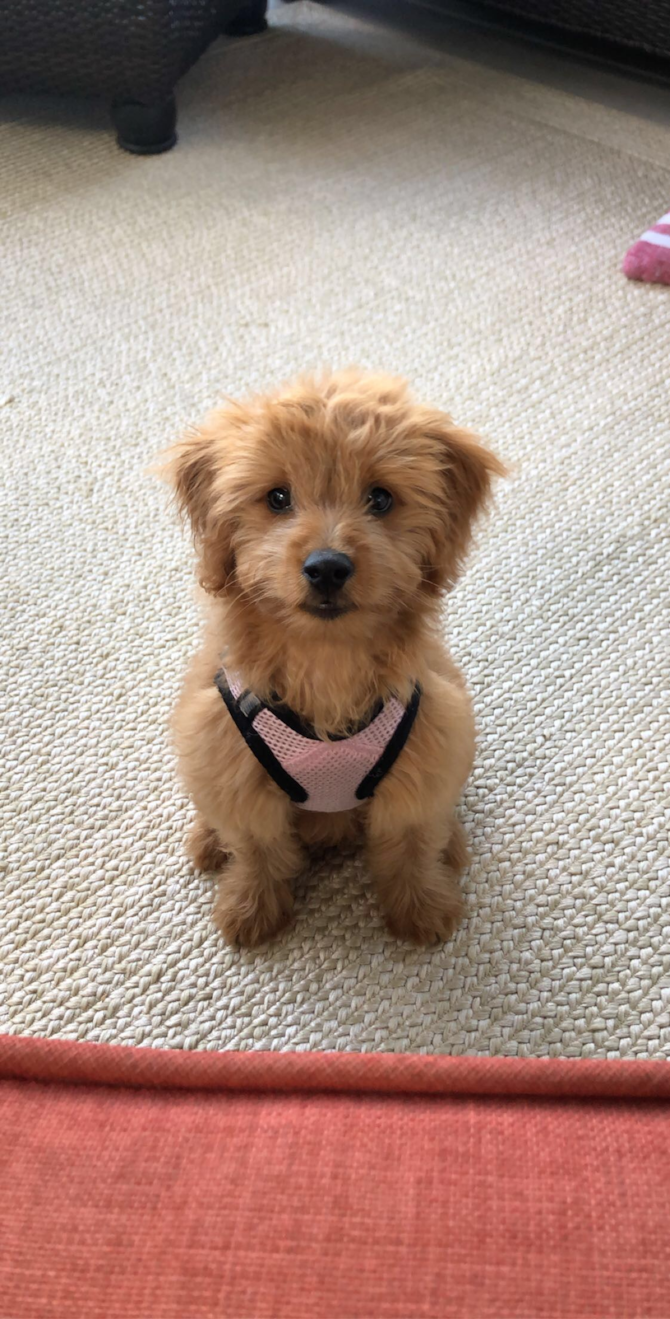 winnie (formerly chanel)