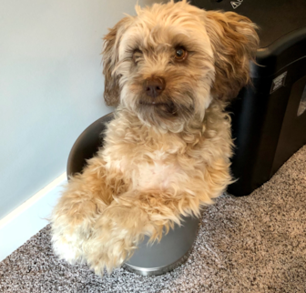Starbuck Mini Labradoodle puppy Starbuck Mini Labradoodle puppy