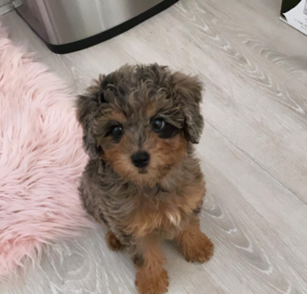 small mini labradoodle puppy with merle coat