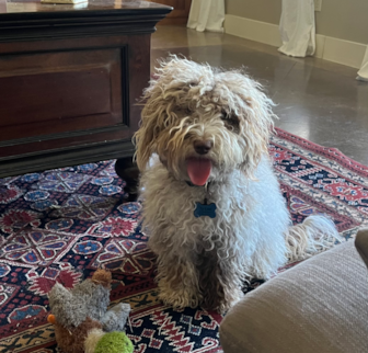 Ty-Lee was Sequioa Mini Labradoodle puppy Ty-Lee was Sequioa Mini Labradoodle puppy