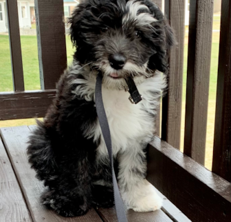 RANGO Mini Sheepadoodle puppy RANGO Mini Sheepadoodle puppy