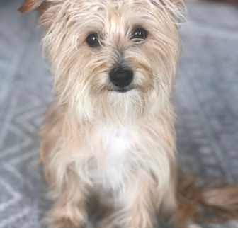 Auggie (formerly Johnny) Morkie puppy Auggie (formerly Johnny) Morkie puppy