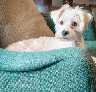 Banjo Morkie puppy Banjo Morkie puppy