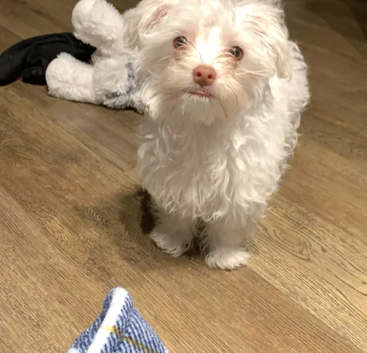 Benji