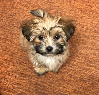 Charleigh (was Danielle) Morkie puppy Charleigh (was Danielle) Morkie puppy