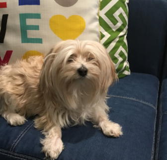 Coco (originally Macie) Morkie puppy Coco (originally Macie) Morkie puppy