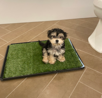 Doug Morkie puppy Doug Morkie puppy