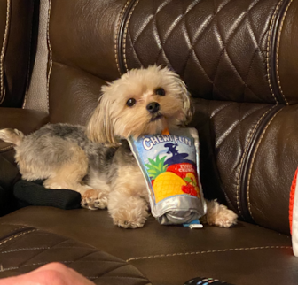 Mavrick Morkie puppy Mavrick Morkie puppy