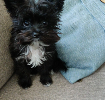 Mister Tomlin Morkie puppy Mister Tomlin Morkie puppy