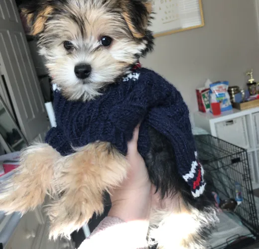 Nova