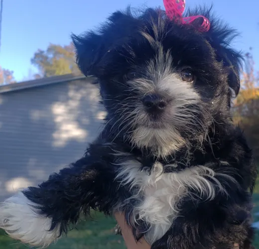 Piper (formerly Nicole)