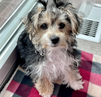 Pippi Louise Morkie puppy Pippi Louise Morkie puppy