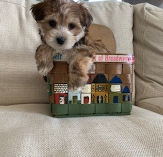 Tink (formally Song) Morkie puppy Tink (formally Song) Morkie puppy