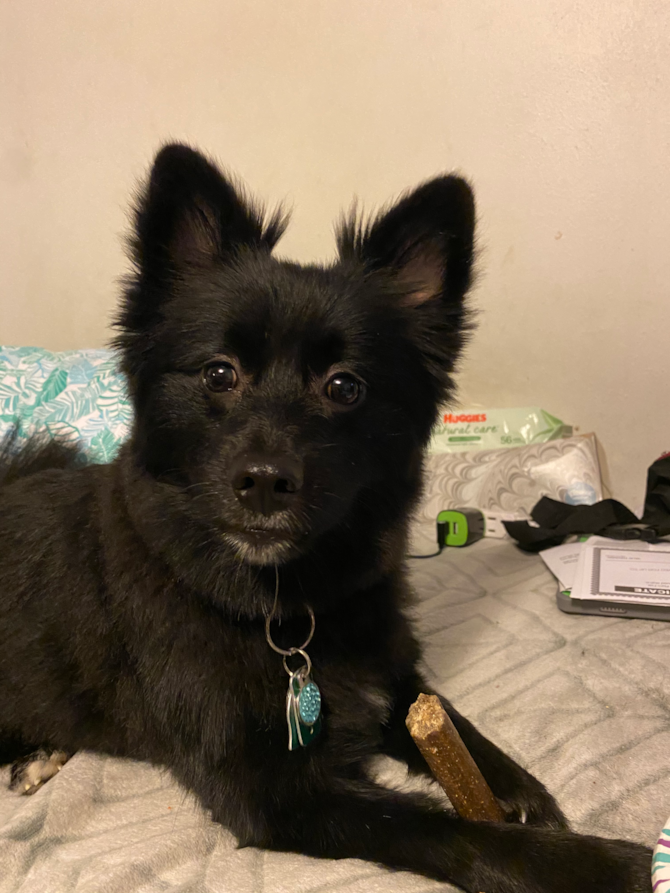 Atlas(Domino)
