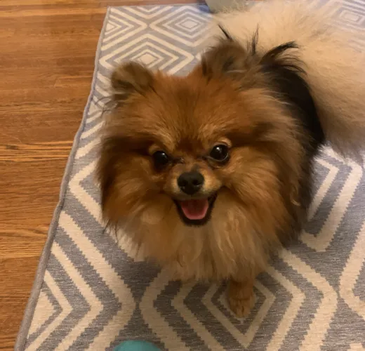 Bubbles (Formerly Prada)