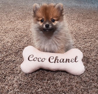 FOXY Pomeranian puppy FOXY Pomeranian puppy