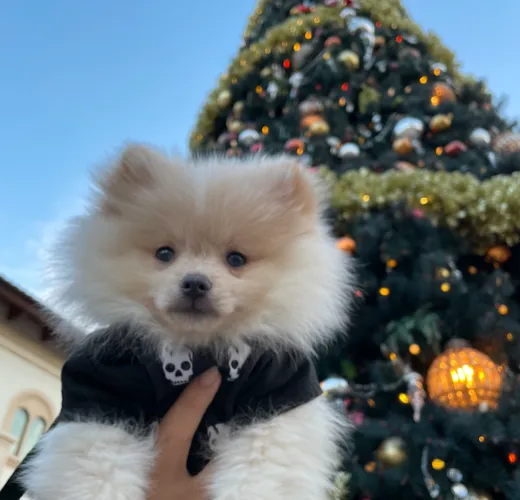 Coconut