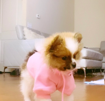 CoKo Pomeranian puppy CoKo Pomeranian puppy