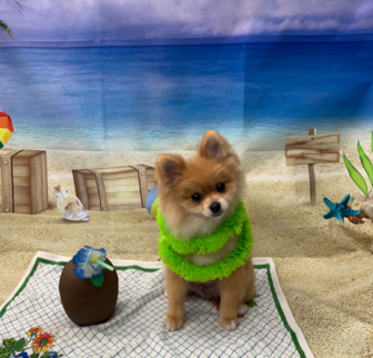 CUDI Pomeranian puppy CUDI Pomeranian puppy