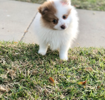 Ebony Pomeranian puppy Ebony Pomeranian puppy