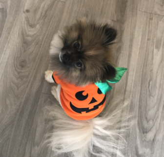 Goji Pomeranian puppy Goji Pomeranian puppy