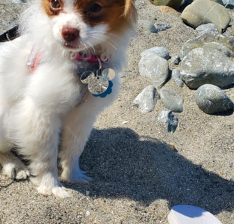 GWYNETH Pomeranian puppy GWYNETH Pomeranian puppy