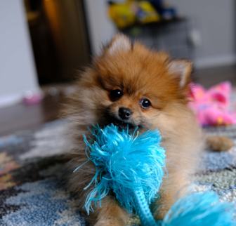 Mimi Pomeranian puppy Mimi Pomeranian puppy