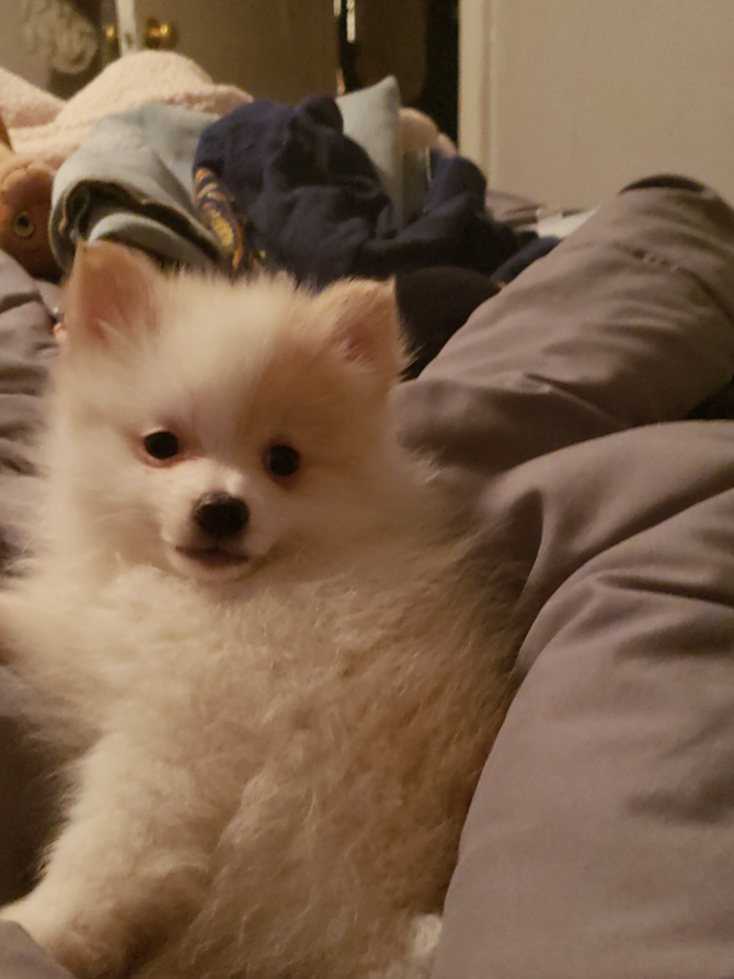 Mochi (arianna)