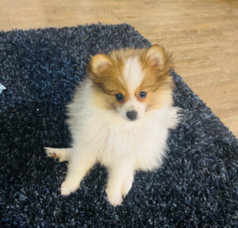 Mosa (formerly Winslet) Pomeranian puppy Mosa (formerly Winslet) Pomeranian puppy
