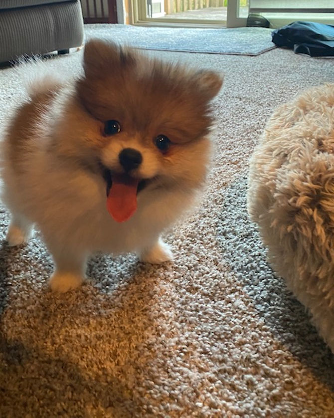 Nordy (now Buddy)
