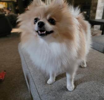 Piper Pomeranian puppy Piper Pomeranian puppy