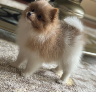 Salem Pomeranian puppy Salem Pomeranian puppy