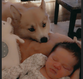 Crimson Pomsky puppy Crimson Pomsky puppy