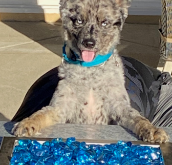 Jagger Pomsky puppy Jagger Pomsky puppy