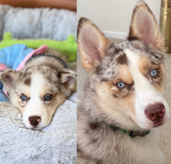 Max Pomsky puppy Max Pomsky puppy