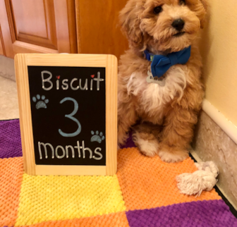 Biscuit Poochon puppy Biscuit Poochon puppy