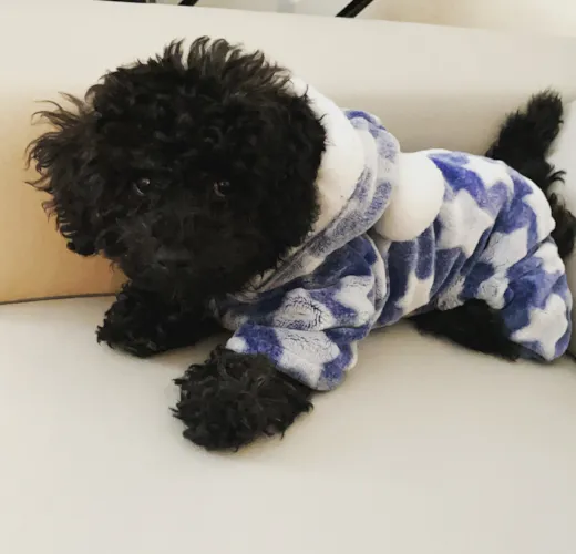 Hendrix (Formerly Mateo)