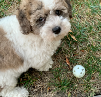 Leo Poochon puppy Leo Poochon puppy