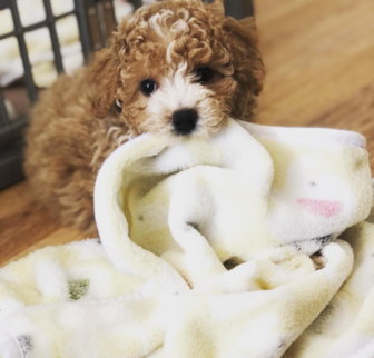 Lincoln now Cooper Poochon puppy Lincoln now Cooper Poochon puppy
