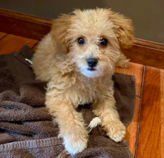 Ted (previously Zach) Poochon puppy Ted (previously Zach) Poochon puppy