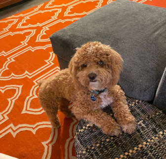 Crypto Poodle puppy Crypto Poodle puppy