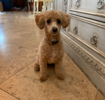Formerly Etsy (now Coco) Poodle puppy Formerly Etsy (now Coco) Poodle puppy