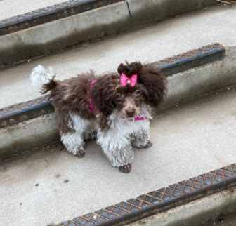 Hot Girl Phoebe Poodle puppy Hot Girl Phoebe Poodle puppy